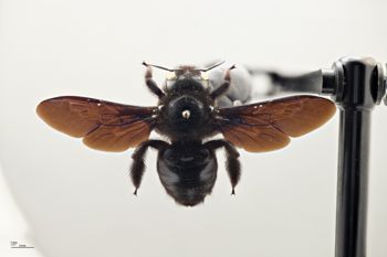 Media type: image;   Entomology 593400 Aspect: habitus dorsal view
